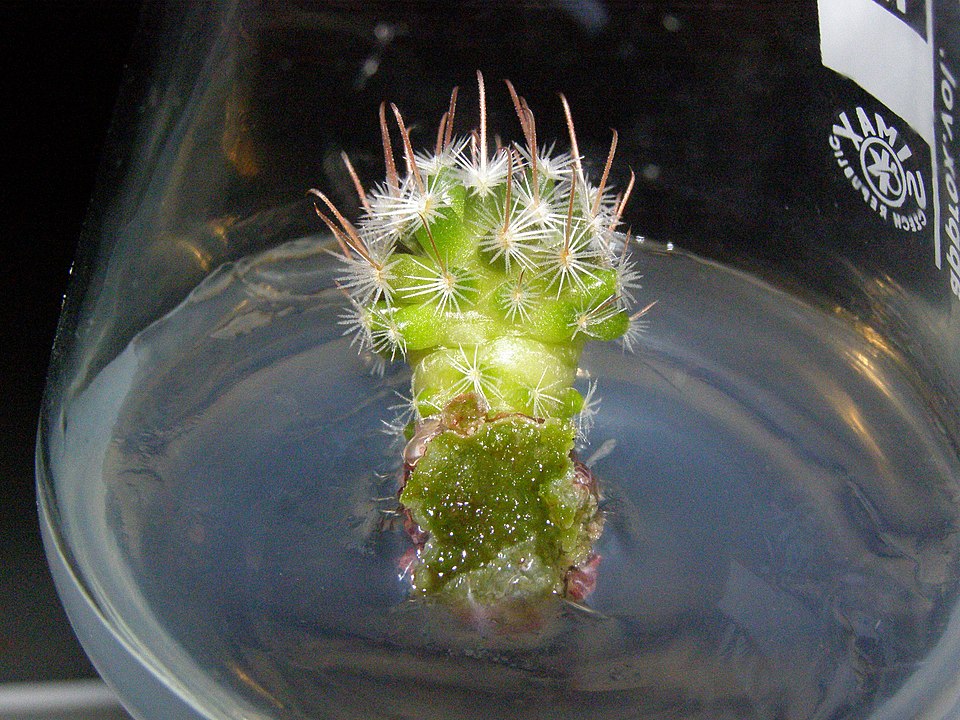 960px Mammillaria sp. 006