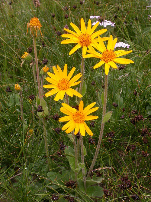 Arnica montana 500