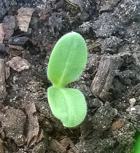Borage sprouts