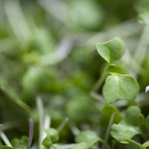 Buchweizen Microgreen