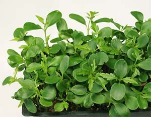 Chinese Surenbaum2 Microgreen