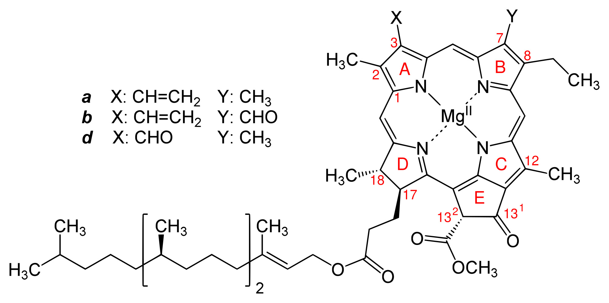 Grundstruktur für die Chlorophylle a, b und d (Die Bezeichnung der Ringe ist angegeben.) Grundstruktur für die Chlorophylle a, b und d (Die Bezeichnung der Ringe ist angegeben.)