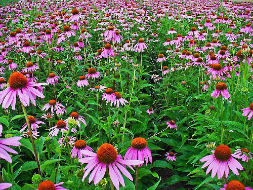 Echinacea purpurea