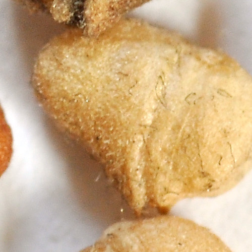 Feldsalatsamen Microgreens