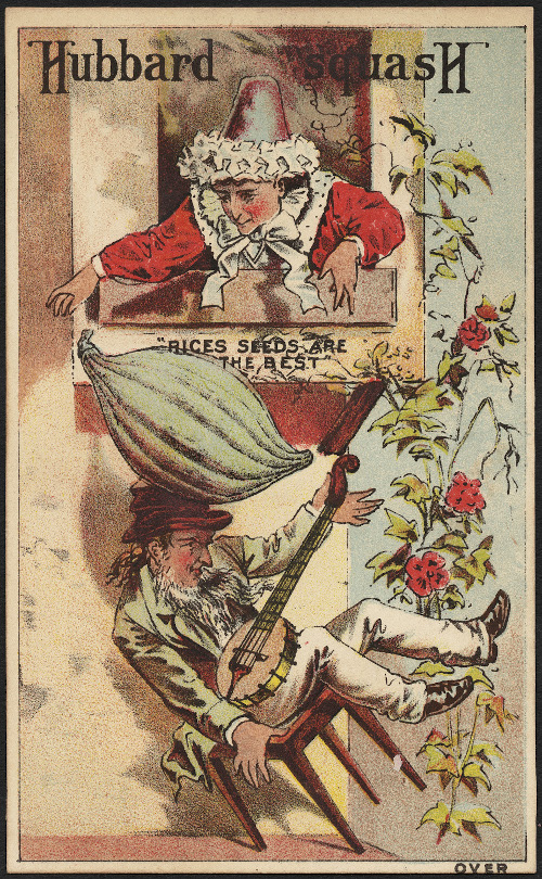 images/ponik/Hubbard-Squash-Rices-seeds-are-the-best