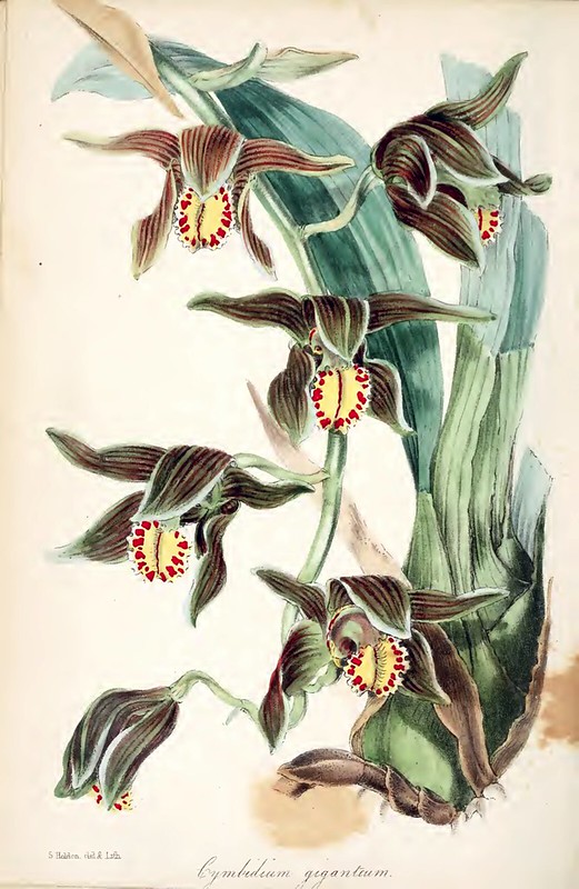 Nepal Tiger striper orchid. Cymbidium iridioides Paxtons magazine of botany 1849 S. Holden s