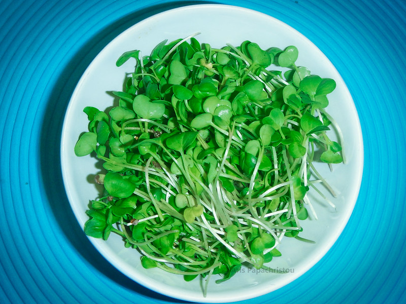 Radieschen Microgreens