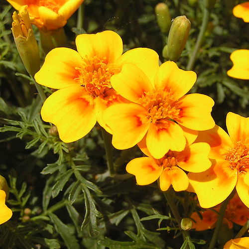 Ringelblume Microgreens