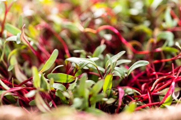 Rote Beete Microgreens