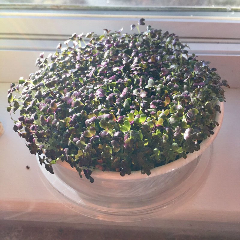 Senfkresse Microgreens