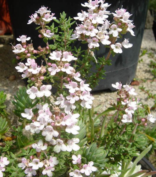 Thymian