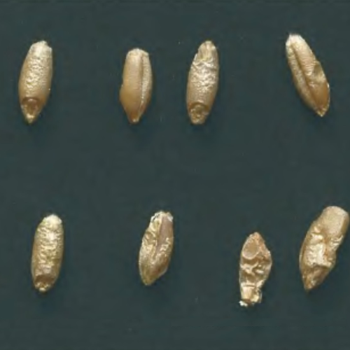 Triticale Microgreen