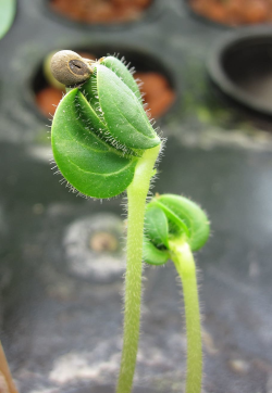 Okra seedling