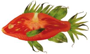 tomatenfisch bild