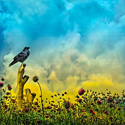 Medicinal plants in aquaponics