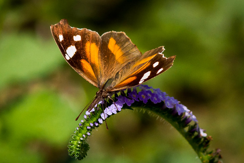 Symbiose zwischen Pflanzen und Mikroorganismen in der Ökoponik