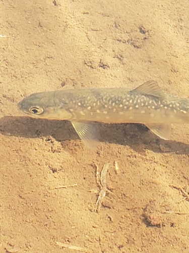 Fischbesatz in der Ökoponik nach gesetzlichen Vorgaben
